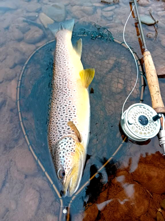3 pounder no 3